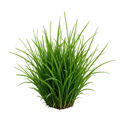 cute green matinho bush