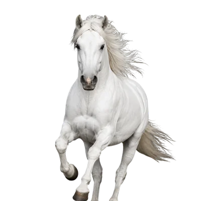 white horse