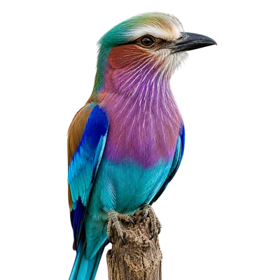 african bird