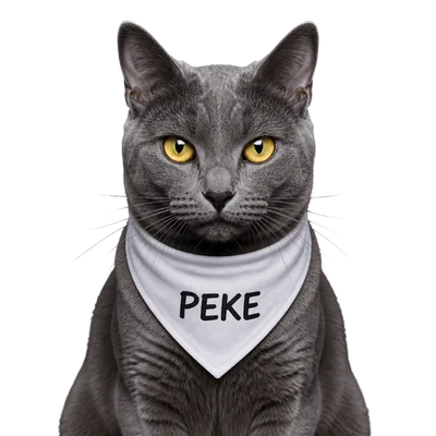 gray cat with yellow eyes and scarf
