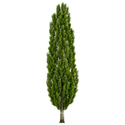 poplar tree