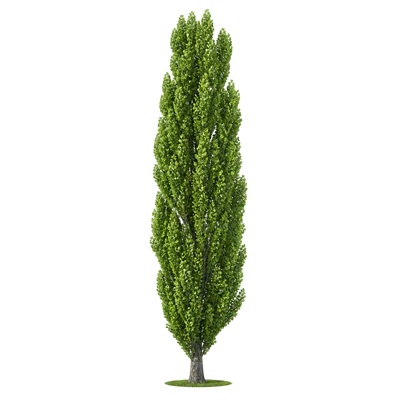 tall poplar tree