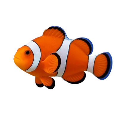 orange clownfish swimming