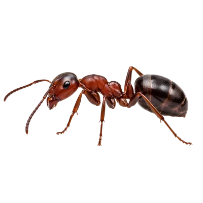 ant