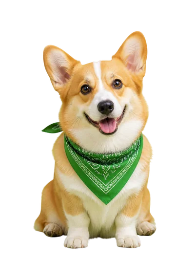 cute corgi wearing green bandana
