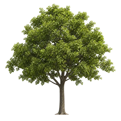 realistic tree for architectural visualization